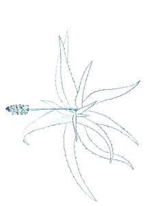 212x300 Aloe Vera Fact Sheet