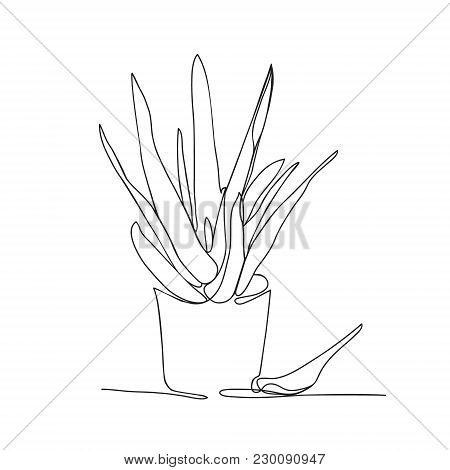 450x470 Aloe Vera Images, Illustrations, Vectors
