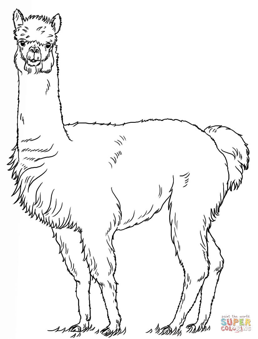 824x1082 Image Result For Alpaca Drawing Church Alpacas