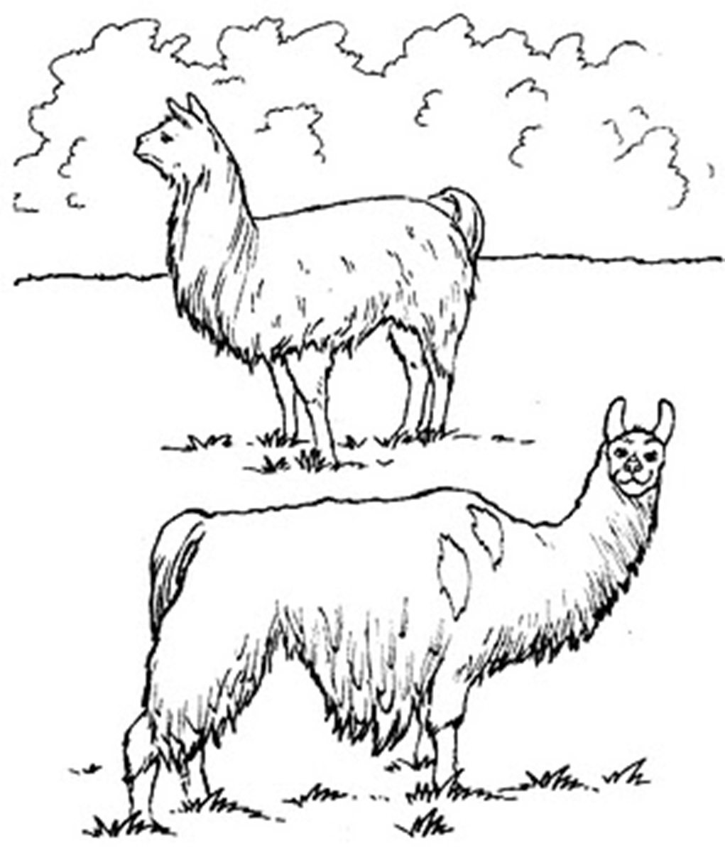 1021x1201 Llama Coloring Pages