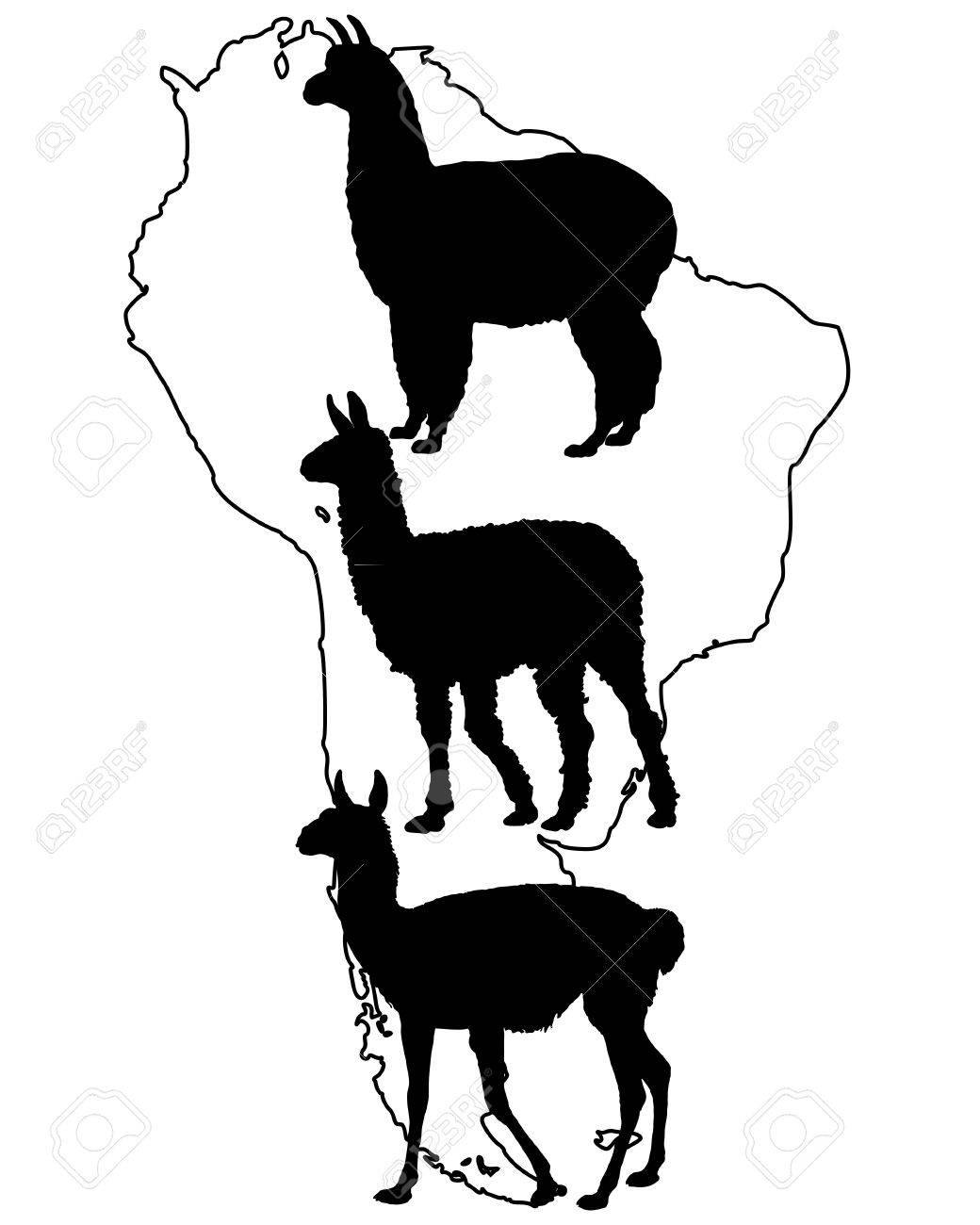 1040x1300 Lama, Guanaco, Alpaca Stock Photo, Picture And Royalty Free Image