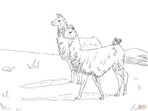 alpaca drawing free at getdrawings  free for personal