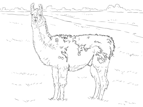 480x360 Realistic Llama Coloring Page Free Printable Coloring Pages