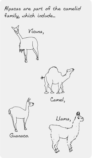 315x541 Origin, History Amp Facts West Wight Alpacas