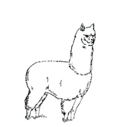 237x251 What Are Alpacas