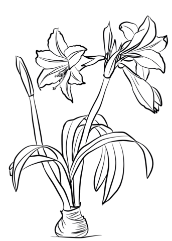Amaryllis Flower Drawing