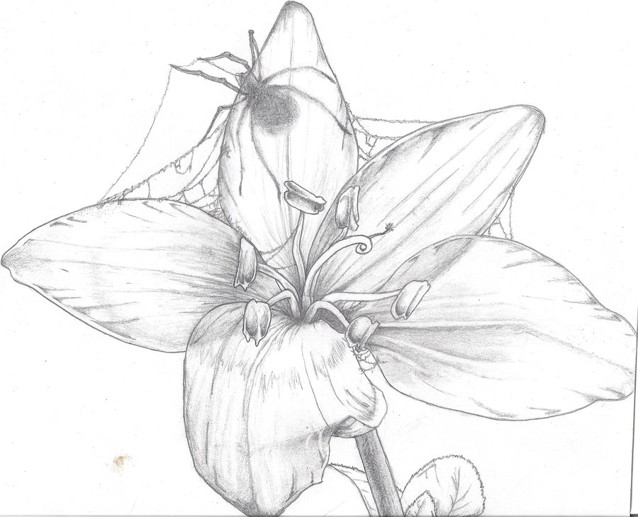 900x729 Beauty And The Beast By Massmurdurah