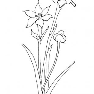 Amaryllis Flower Drawing at GetDrawings | Free download