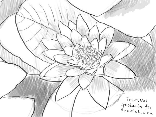 600x449 Drawn Plant Lilly Flower