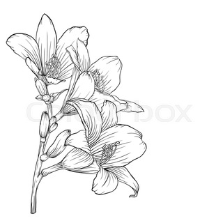 320x320 Flowers Lily, Painting Sketch Stock Vector Colourbox