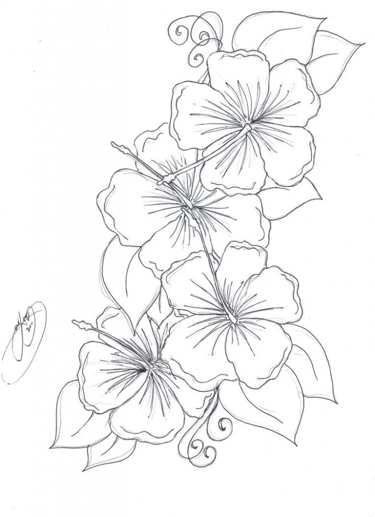 744x1024 Free Printable Hibiscus Coloring Pages For Kids Flower Page