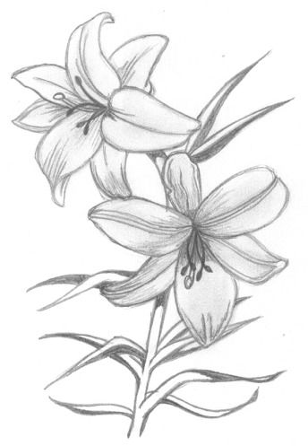 344x497 Lilies Drawing