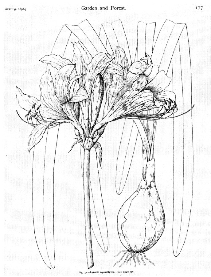 687x899 Lycoris Squamigera