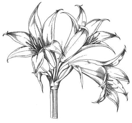 455x422 The Red Lily