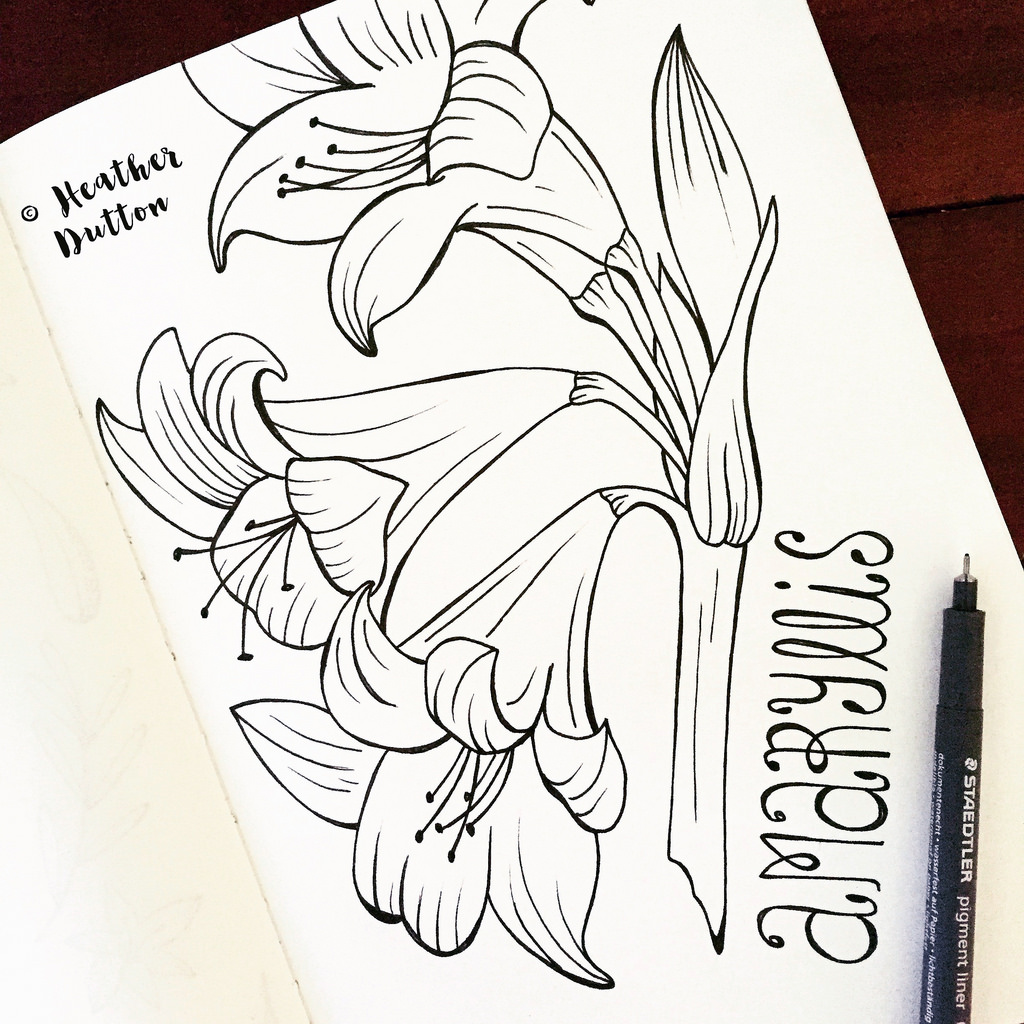 1024x1024 The World's Best Photos Of Amaryllis And Drawing