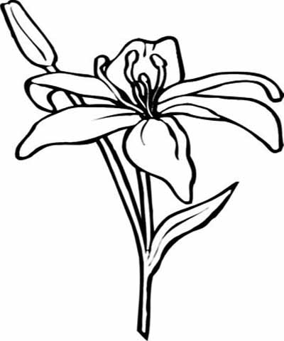 400x480 Flower Page Printable Coloring Sheets Amaryllis Coloring Pages