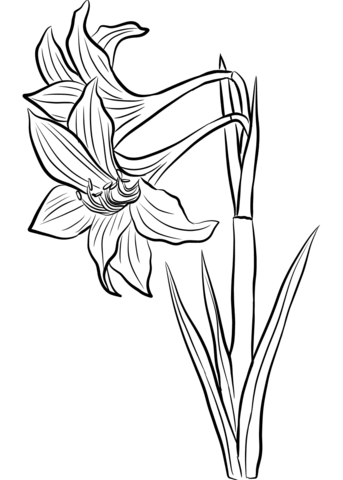 343x480 Amaryllis Coloring Pages Free Coloring Pages