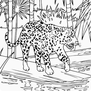 Amazon Rainforest Drawing at GetDrawings | Free download