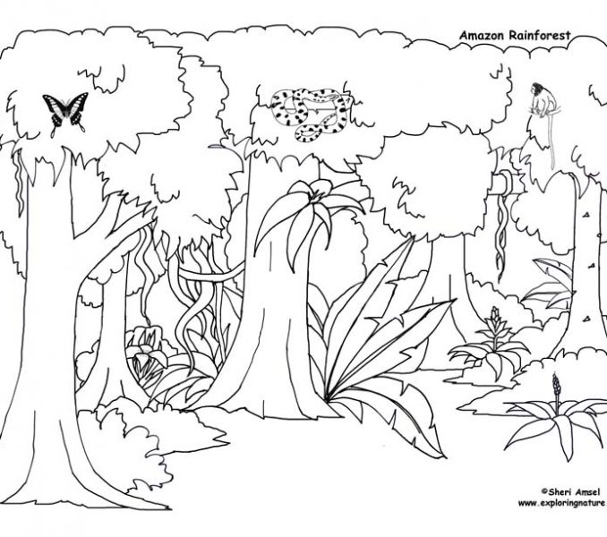 678x600 Printable Rainforest Pictures Coloring Page Ideas