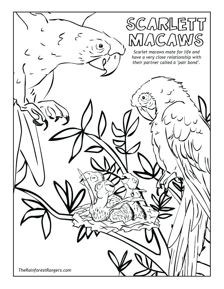 736x952 Rain Forest Coloring Pages Tropical Coloring Page Coloring