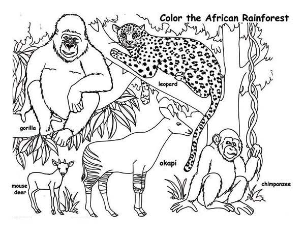 600x464 Rainforest Animal Coloring Pages In Good Print Draw Amazon Page