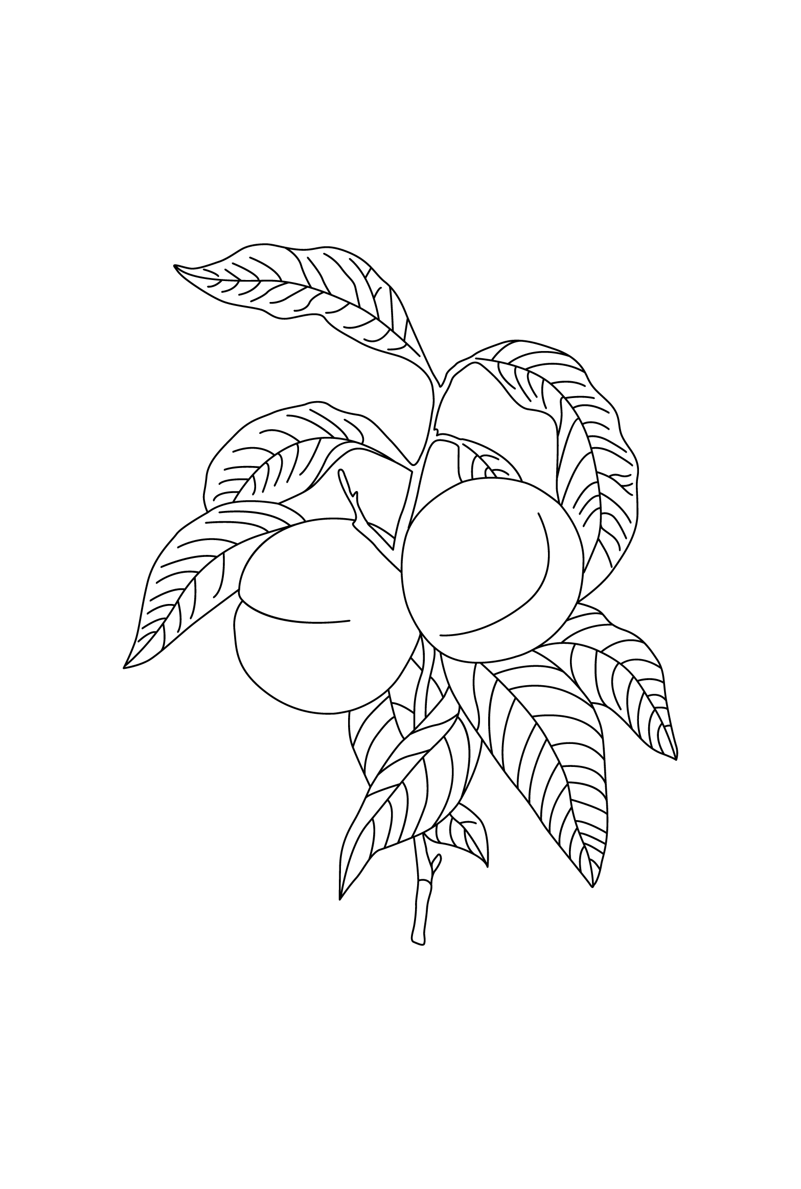 1567x2327 Camille Co. Warm Amber Amp Peach Botanical Drawing By Design By