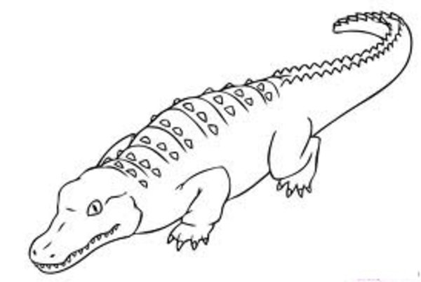 600x403 Alligator Coloring Pages