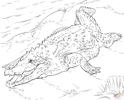 400x322 American Alligator Coloring Pages Page Image Clipart Images