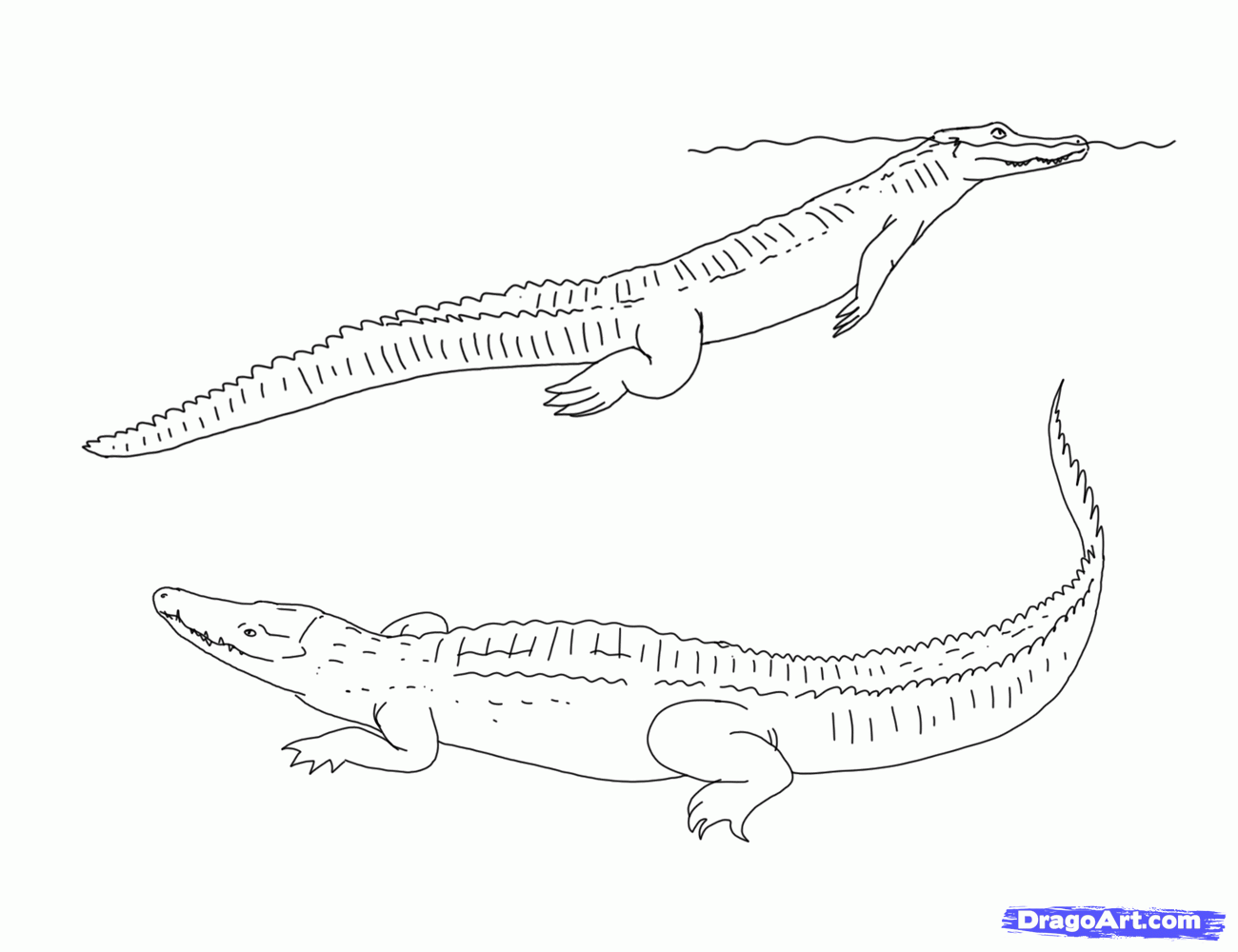 American Alligator Drawing at GetDrawings | Free download