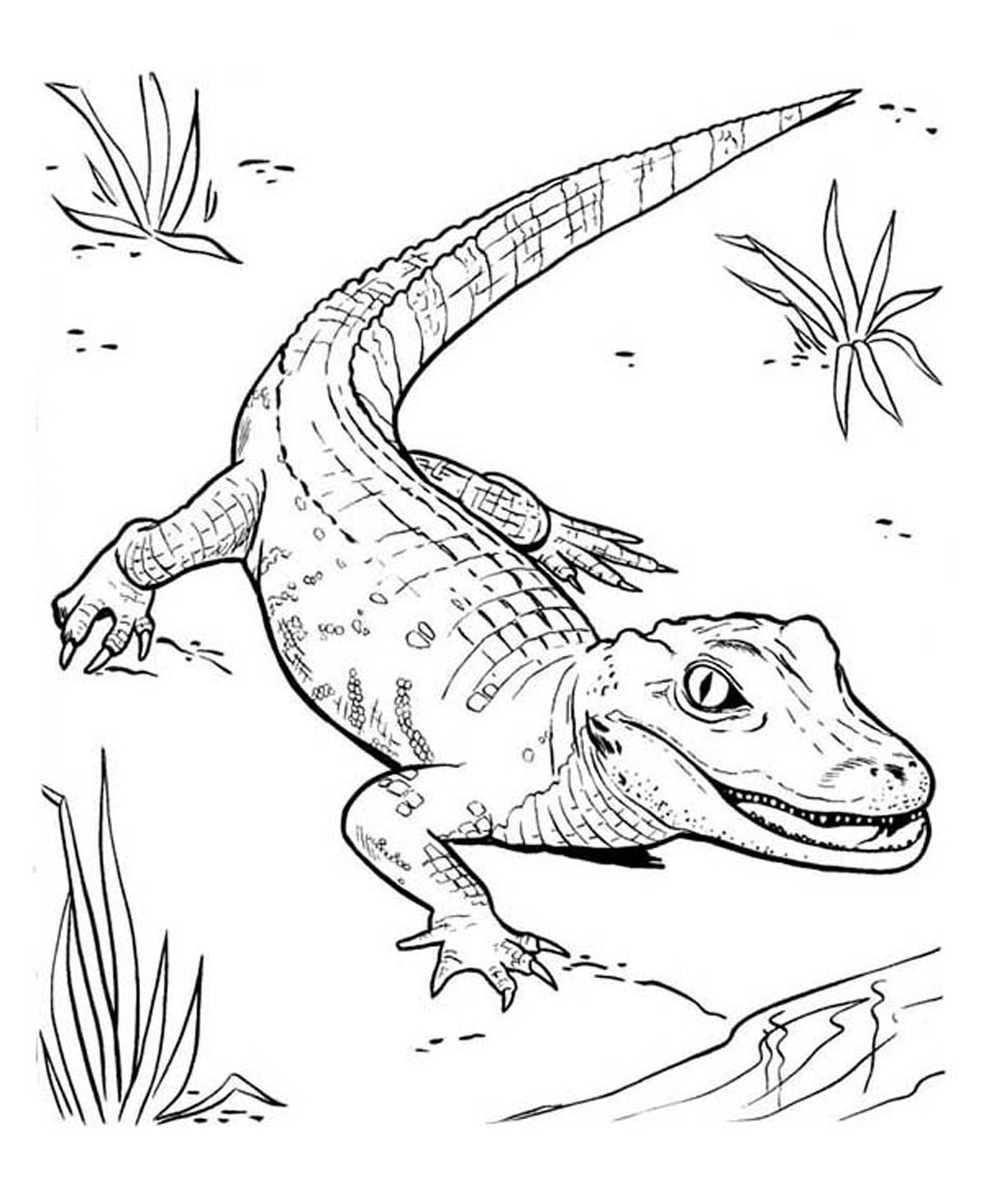 950x1162 Printable Alligator Coloring Pages Coloring Me