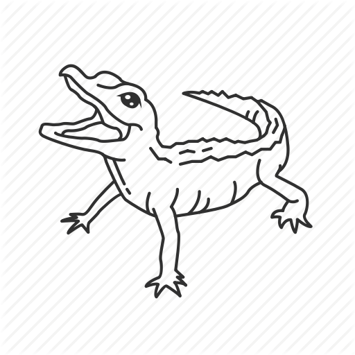 512x512 Alligator, Alligatoridae Family, American Alligator, Baby