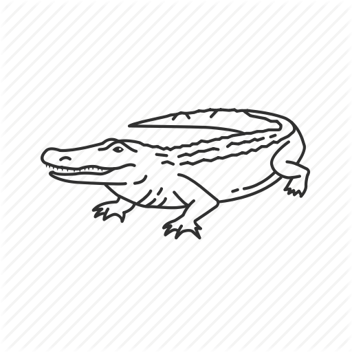 512x512 Alligator, Alligatoridae Family, American Alligator, Preditor