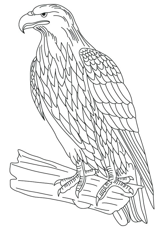 564x791 Bald Eagle Pictures To Color Eagle Coloring Pages Printable
