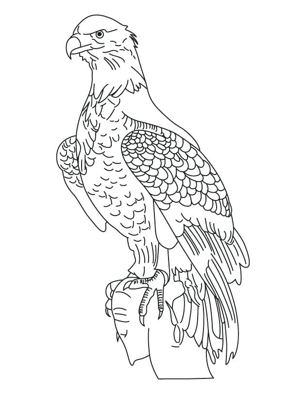 630x810 Complete Bald Eagle Coloring Page Fee National Bird Download Free