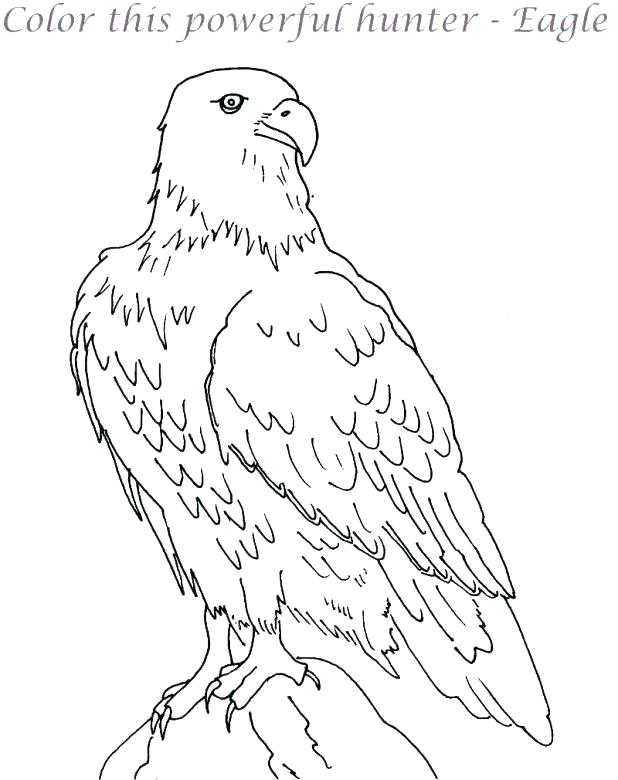 618x780 Eagle Picture To Color Eagle Color Page Bald Eagle Coloring Pages