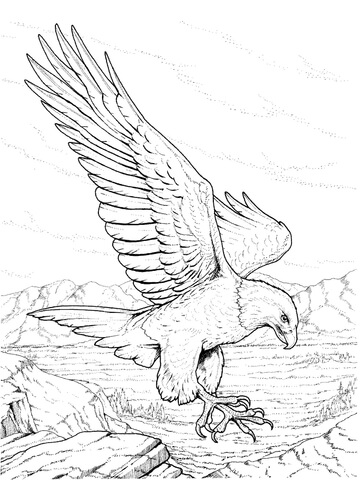 360x480 North American Bald Eagle Coloring Page Free Printable Coloring