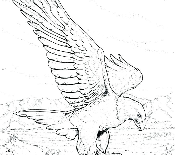 678x600 Bald Eagle Coloring Pages