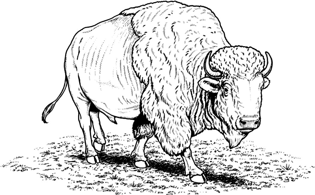 1050x650 Free Printable Bison Coloring Pages For Kids