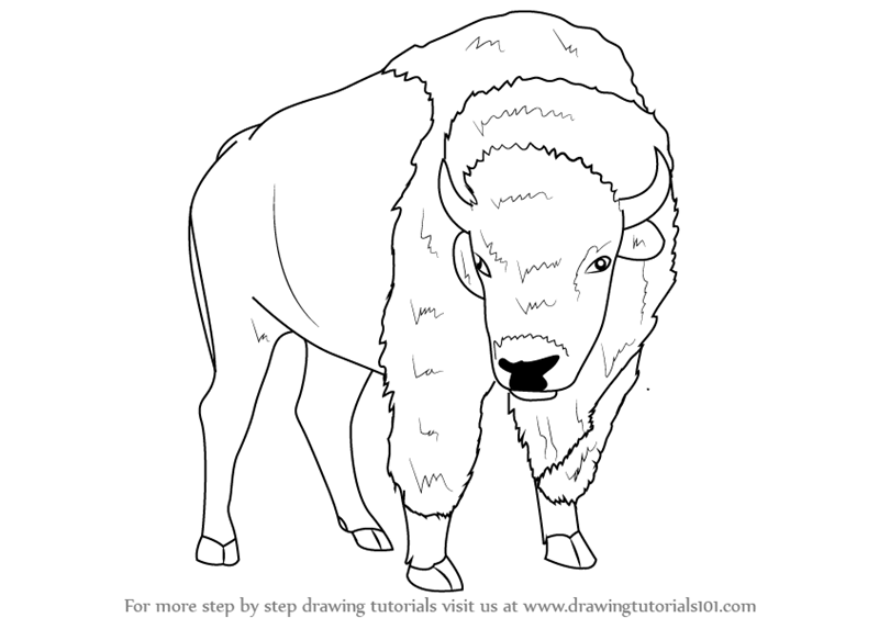 800x563 Step By Step How To Draw An American Bison