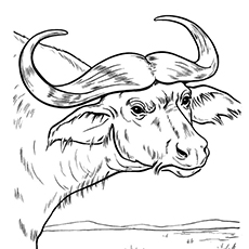 230x230 Top 10 Free Printable Buffalo Coloring Pages Online