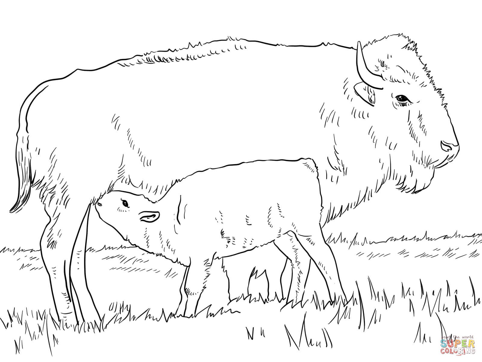 1600x1200 Bison Animal Name In Hindi Free Draw To Color