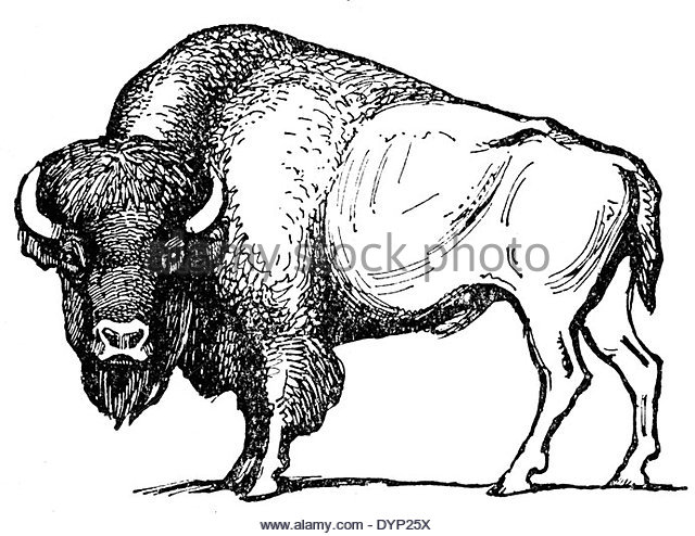 640x494 American Bison Black And White Stock Photos Amp Images