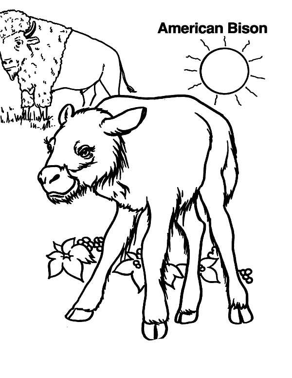 600x776 American Bison Coloring Page Color Luna