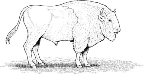 480x247 American Bison Coloring Page Free Printable Coloring Pages