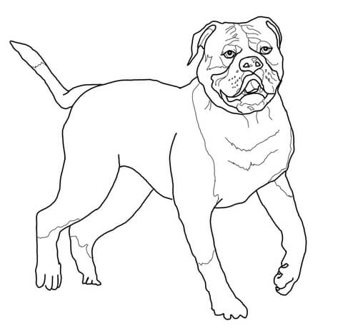 480x467 American Bulldog Coloring Page Free Printable Coloring Pages