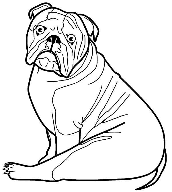 600x668 Bulldog Coloring Pages