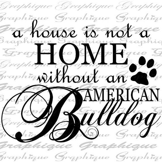 570x570 43 Best American Bulldogs Images On Friends, Puppies