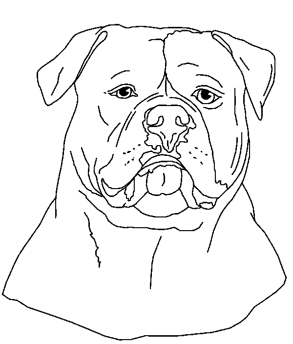 American Bulldog Drawing at GetDrawings | Free download