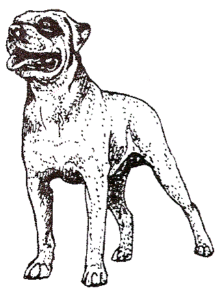 326x423 American Bulldog Page