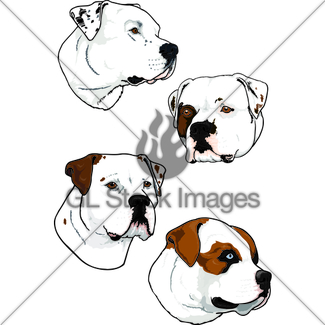 325x325 American Bulldog Standard Gl Stock Images